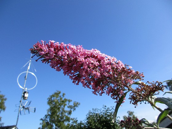 Buddleja  
                                 
2017-08-20 Buddleja_0043  
Granudden  
Färjestaden  
Öland