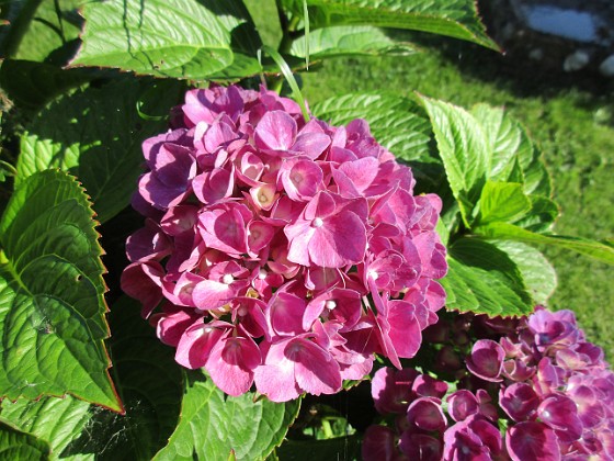 Hortensia {  } 