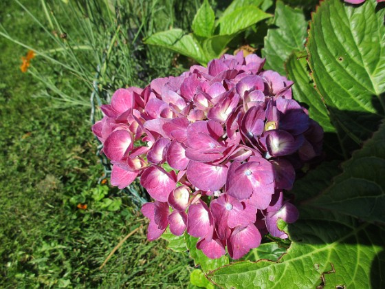 Hortensia  
                                 
2017-08-20 Hortensia_0024  
Granudden  
Färjestaden  
Öland