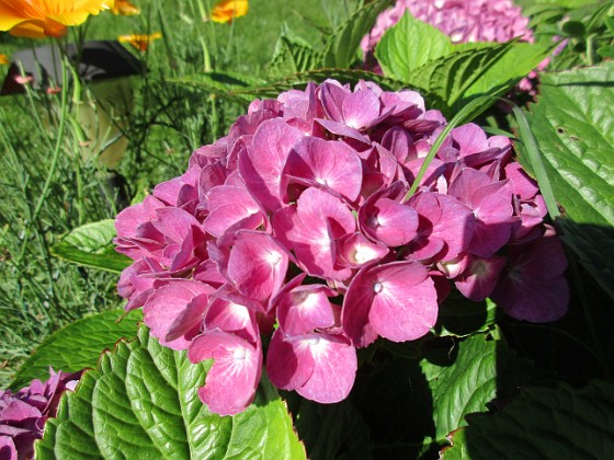 Hortensia 
                               