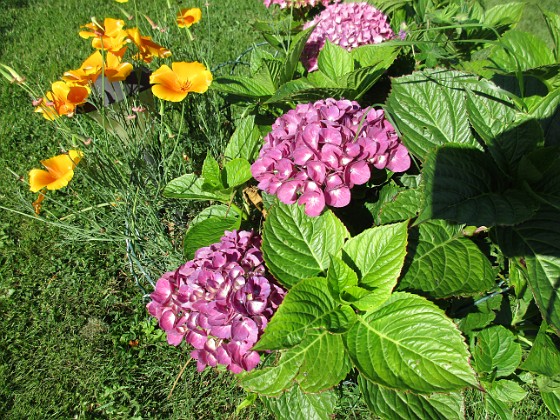 Hortensia  
                                 
2017-08-20 Hortensia_0026  
Granudden  
Färjestaden  
Öland