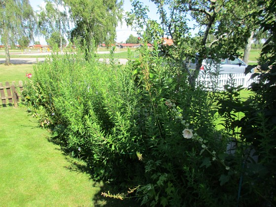 Här på min bakgård har jag Höstastrar som brukar blomma i Oktober.  
2017-08-20 IMG_0085  
Granudden  
Färjestaden  
Öland