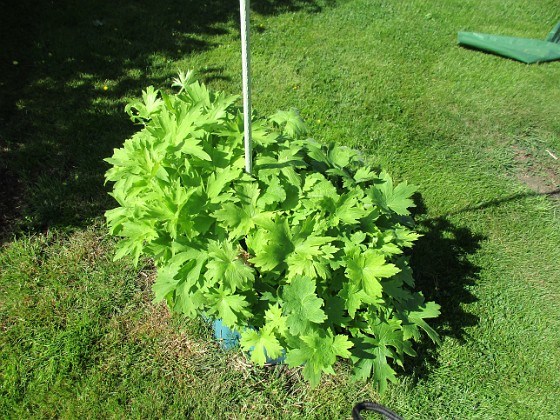 Riddarsporre 
Jag klippte ner mina Riddarsporrar direkt efter blomningen. Nu kommer de tillbaka, men jag vet inte om de hinner att blomma igen innan det blir för kallt.