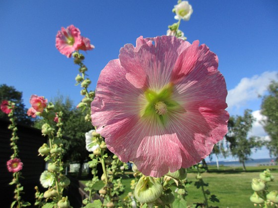 Stockros  
                                 
2017-08-20 Stockros_0007  
Granudden  
Färjestaden  
Öland