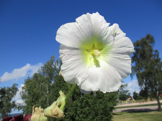 Stockros  
                                 
2017-08-20 Stockros_0010  
Granudden  
Färjestaden  
Öland