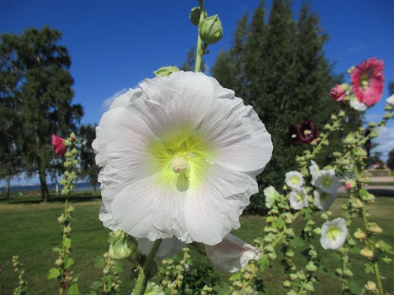 Stockros  
                                 
2017-08-20 Stockros_0016  
Granudden  
Färjestaden  
Öland