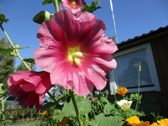 Stockros  
                                 
2017-08-20 Stockros_0071  
Granudden  
Färjestaden  
Öland