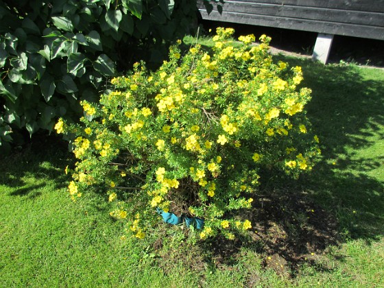 Ölandstok  
                                 
2017-08-20 Ölandstok_0019  
Granudden  
Färjestaden  
Öland