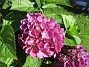                                 (2017-08-20 Hortensia_0022)