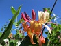 Kaprifol  
                                 
2017-08-20 Kaprifol_0048