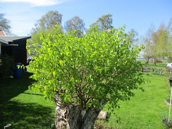 Björken  
                                 
2018-05-06 Björken_0052  
Granudden  
Färjestaden  
Öland