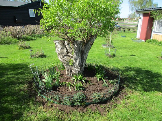 Björken  
Här kommer att planteras ännu mera Trädgårdsiris. Runt hela rabatten så kommer det snart upp en ring av Blodnäva.                                 
2018-05-06 Björken_0054  
Granudden  
Färjestaden  
Öland