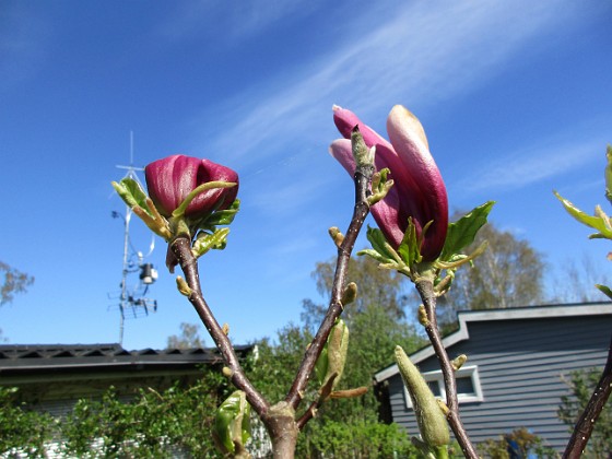 Magnolia 
                               