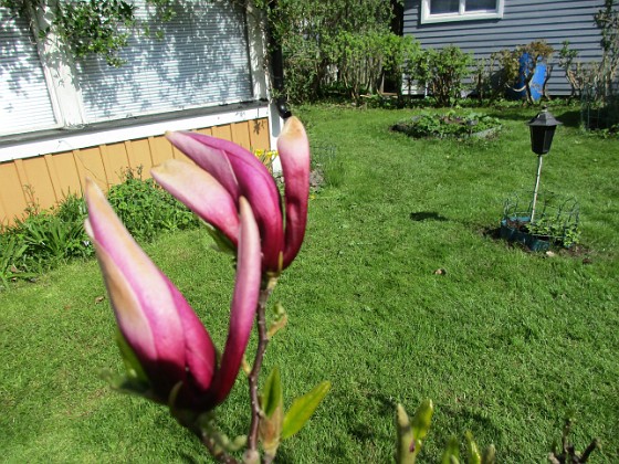 Magnolia  
                                 
2018-05-06 Magnolia_0061  
Granudden  
Färjestaden  
Öland