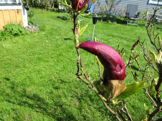 Magnolia  
                                 
2018-05-06 Magnolia_0062  
Granudden  
Färjestaden  
Öland