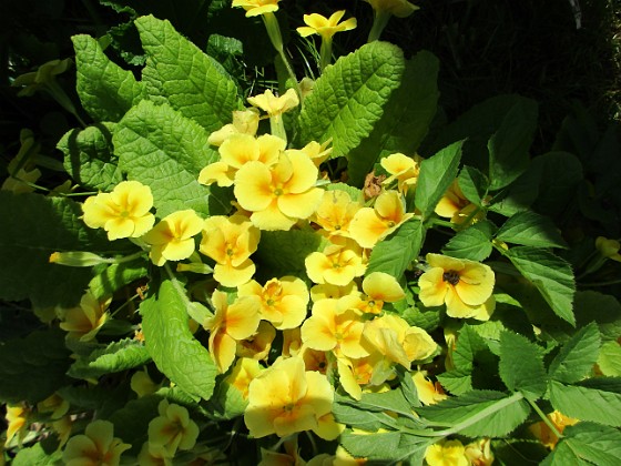 Primula