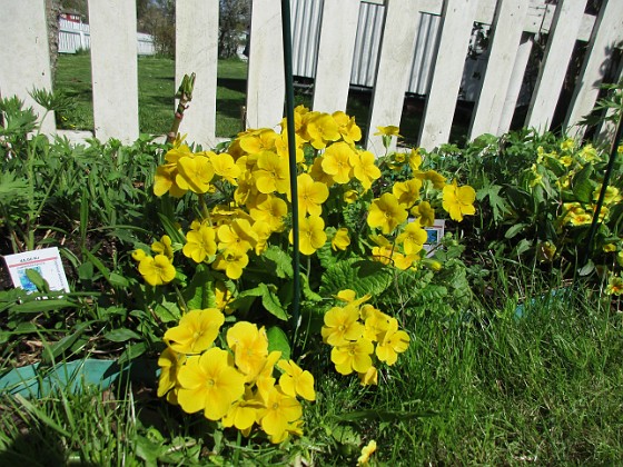 Primula  
                                 
2018-05-06 Primula_0038  
Granudden  
Färjestaden  
Öland