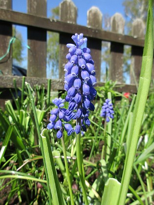                                  
2018-05-06 Pärlhyacint  
Granudden  
Färjestaden  
Öland