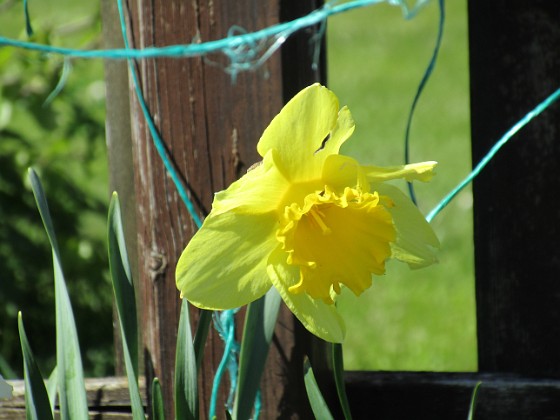 Påsklilja  
                                 
2018-05-06 Påsklilja_0012  
Granudden  
Färjestaden  
Öland