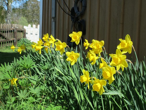 Påskliljor  
                                 
2018-05-06 Påskliljor_0019  
Granudden  
Färjestaden  
Öland