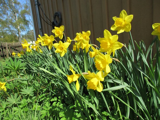 Påskliljor  
                                 
2018-05-06 Påskliljor_0025  
Granudden  
Färjestaden  
Öland