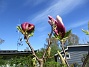                                 (2018-05-06 Magnolia_0059)