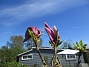 Magnolia  
                                 
2018-05-06 Magnolia_0060