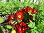 Dessa Primula blir bara finare för varje år!                                (2018-05-06 Primula_0029)
