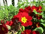 Primula  
                                 
2018-05-06 Primula_0030