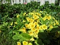                                 (2018-05-06 Primula_0032)