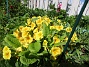 Primula  
                                 
2018-05-06 Primula_0033