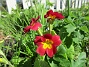 Primula  
                                 
2018-05-06 Primula_0035