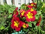                                 (2018-05-06 Primula_0036)