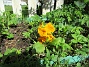                                 (2018-05-06 Primula_0044)