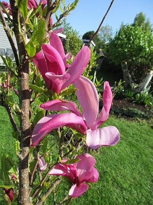 Magnolia  
  
2018-05-10 Magnolia_  
Granudden  
Färjestaden  
Öland