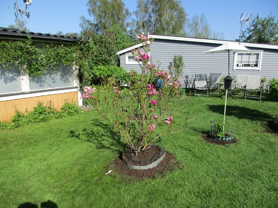 Magnolia  
                                 
2018-05-10 Magnolia_0002  
Granudden  
Färjestaden  
Öland