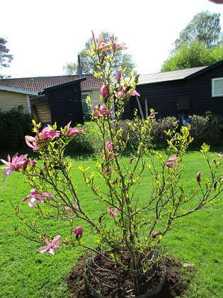 Magnolia  
                                 
2018-05-10 Magnolia_0007  
Granudden  
Färjestaden  
Öland