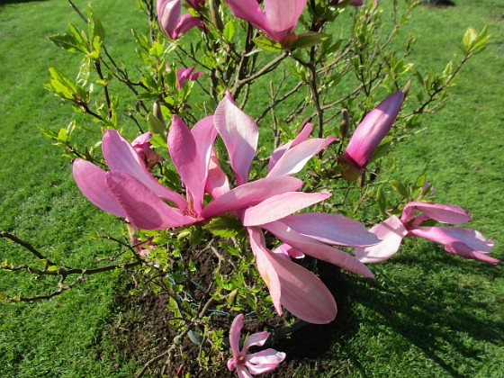 Magnolia 
                               