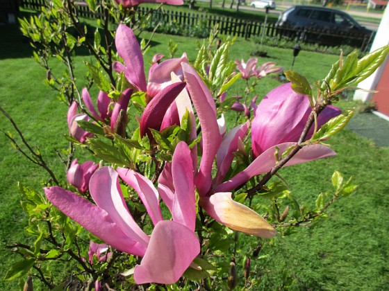 Magnolia  
                                 
2018-05-10 Magnolia_0010  
Granudden  
Färjestaden  
Öland