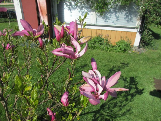 Magnolia  
                                 
2018-05-10 Magnolia_0011  
Granudden  
Färjestaden  
Öland