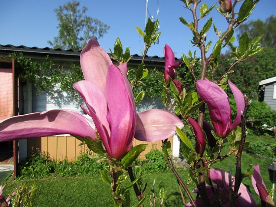 Magnolia 
                               