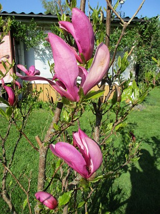 Magnolia 
                               