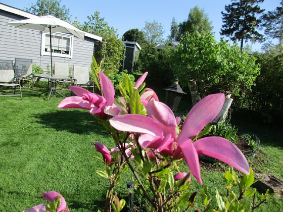 Magnolia  
                                 
2018-05-10 Magnolia_0016  
Granudden  
Färjestaden  
Öland