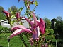 Magnolia  
                                 
2018-05-10 Magnolia_0014