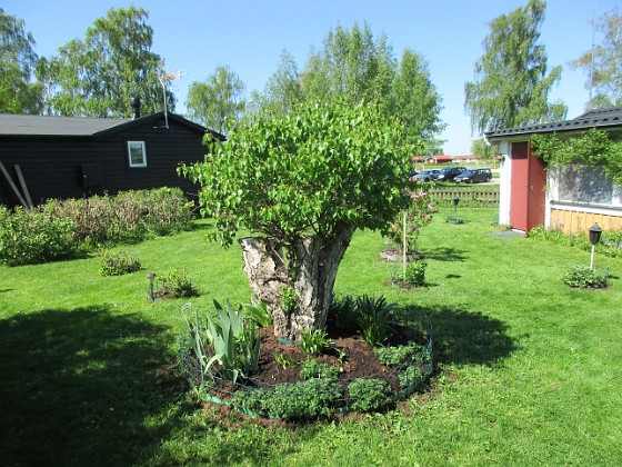 Björken  
Här under Björken så har jag satt massor av Trädgårdsiris, Holländska Iris och Gladioler. Lite sent att sätta i maj men det kan gå!  
2018-05-13 Björken_0019  
Granudden  
Färjestaden  
Öland