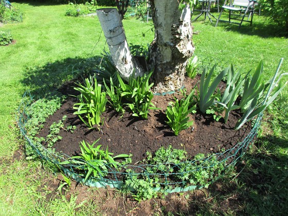 Björken  
Här under Björken så har jag satt massor av Trädgårdsiris, Holländska Iris och Gladioler. Lite sent att sätta i maj men det kan gå!                                 
2018-05-13 Björken_0023  
Granudden  
Färjestaden  
Öland