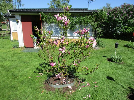 Magnolia  
                                 
2018-05-13 Magnolia_0027  
Granudden  
Färjestaden  
Öland