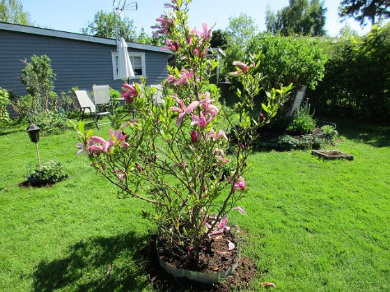 Magnolia  
                                 
2018-05-13 Magnolia_0028  
Granudden  
Färjestaden  
Öland