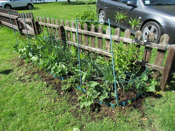 Staket, Vänster  
Kejsarkronorna har blommat över, så även Påskliljorna. Nu väntar vi på Stockrosor och Pion.                                 
2018-05-13 Staket, Vänster_0003  
Granudden  
Färjestaden  
Öland