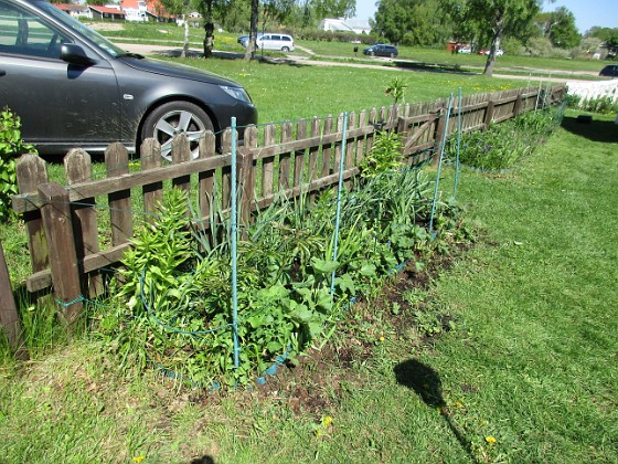 Staket, Vänster 
Kejsarkronorna har blommat över, så även Påskliljorna. Nu väntar vi på Stockrosor och Pion.                               